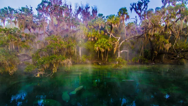 Scenic landcape hero image of Manatees at Blue Springs State Park in Orange City, Florida.